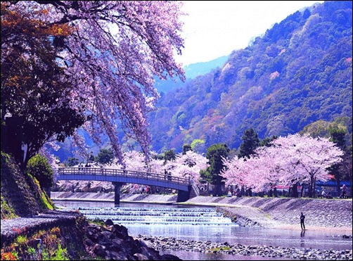 Japanese-Spring-Nature-spring-wallpapers