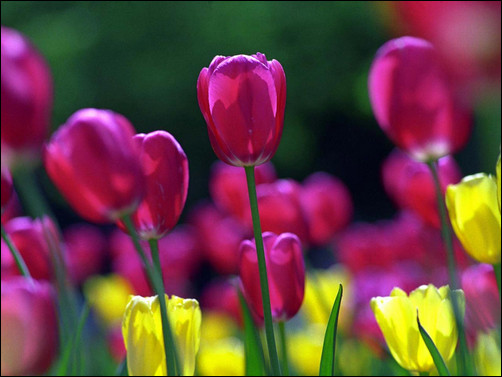 springtulips